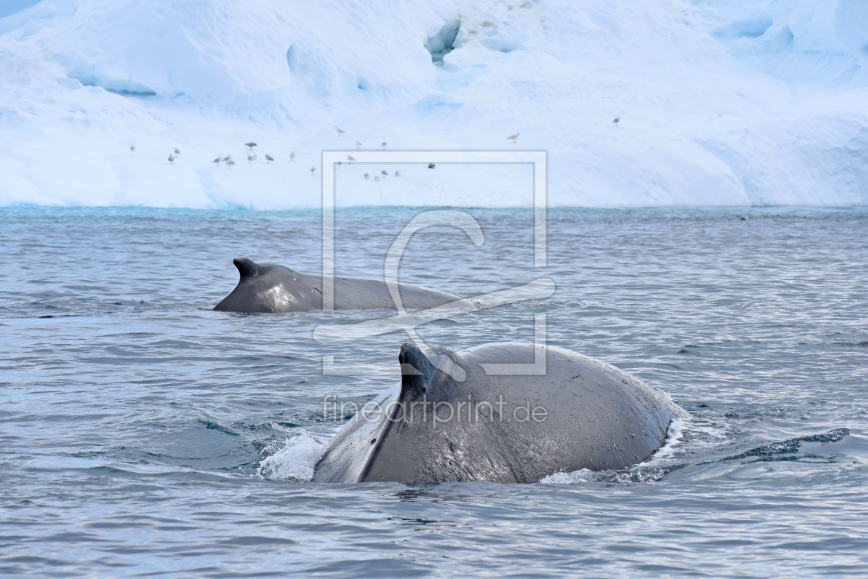 Bild-Nr.: 12699645 Buckelwale erstellt von GUGIGEI