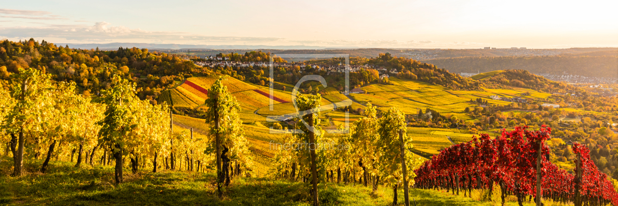 Bild-Nr.: 12699674 Weinberge in Stuttgart - Panorama erstellt von dieterich