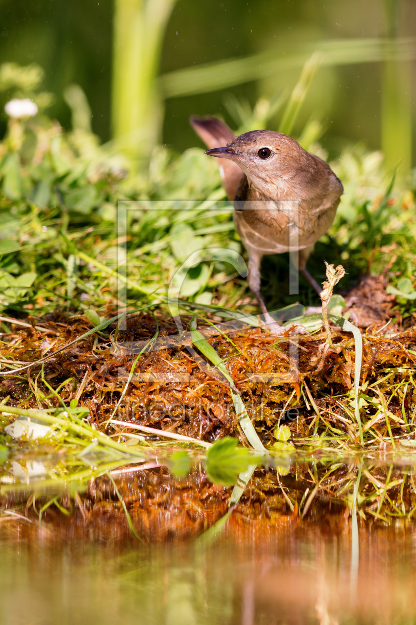 Bild-Nr.: 12702681 Gartengrasmücke erstellt von DirkR