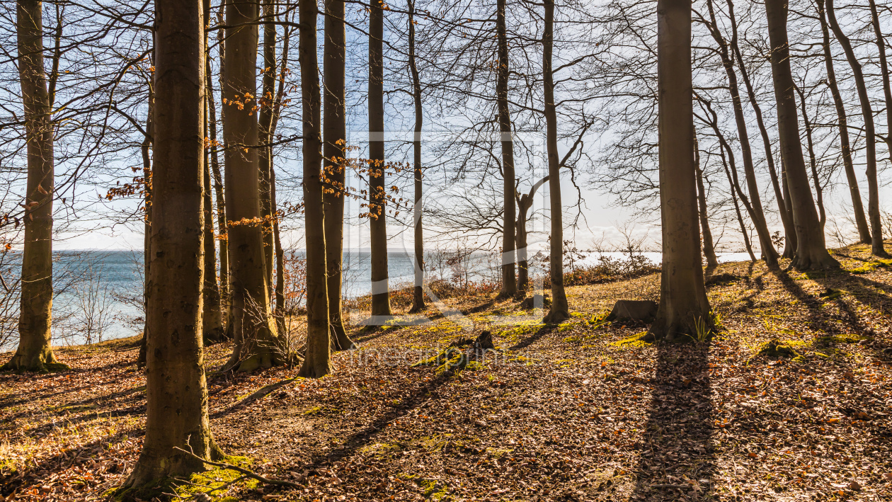 Bild-Nr.: 12703592 Küstenwald im Sonnenschein erstellt von Ursula Reins