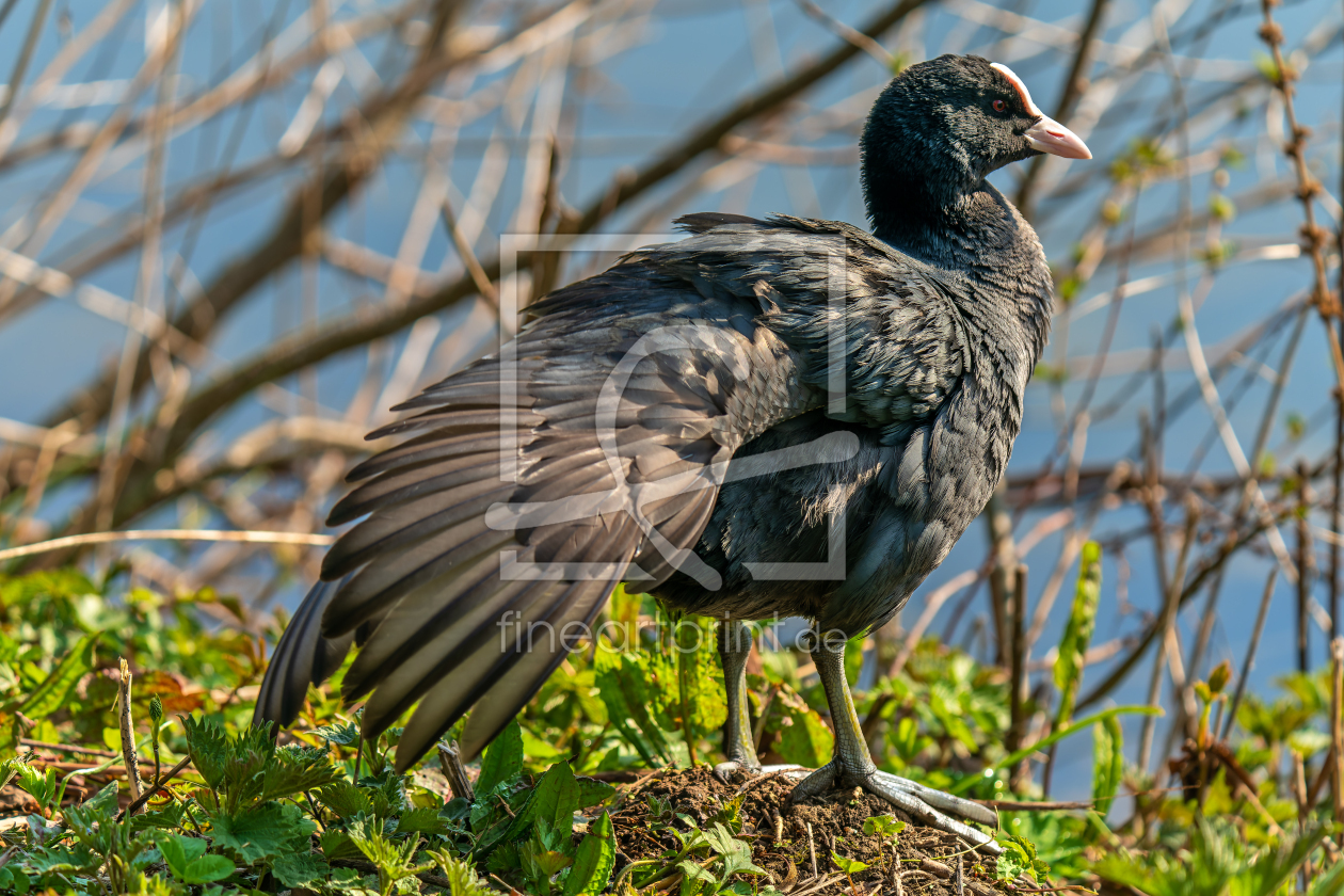 Bild-Nr.: 12704303 Ein Blässhuhn genießt die Frühlingssonne erstellt von volker heide