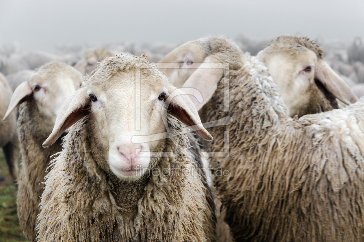 Bild-Nr.: 12704459 Schafherde erstellt von Michael Valjak