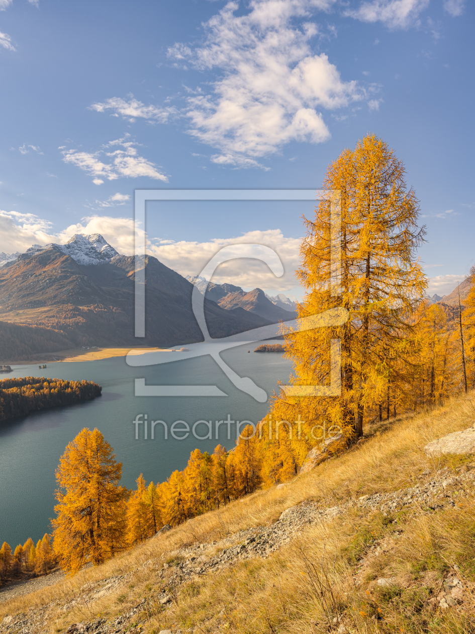 Bild-Nr.: 12708303 Gelbe Lärchen am Silsersee in der Schweiz erstellt von Michael Valjak