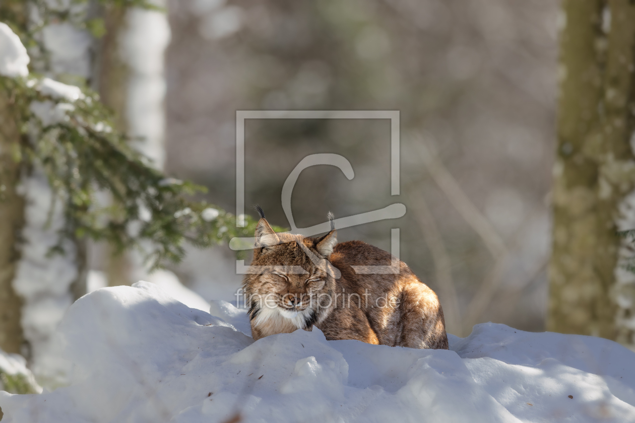 Bild-Nr.: 12708438 Luchs im Winter erstellt von DirkR