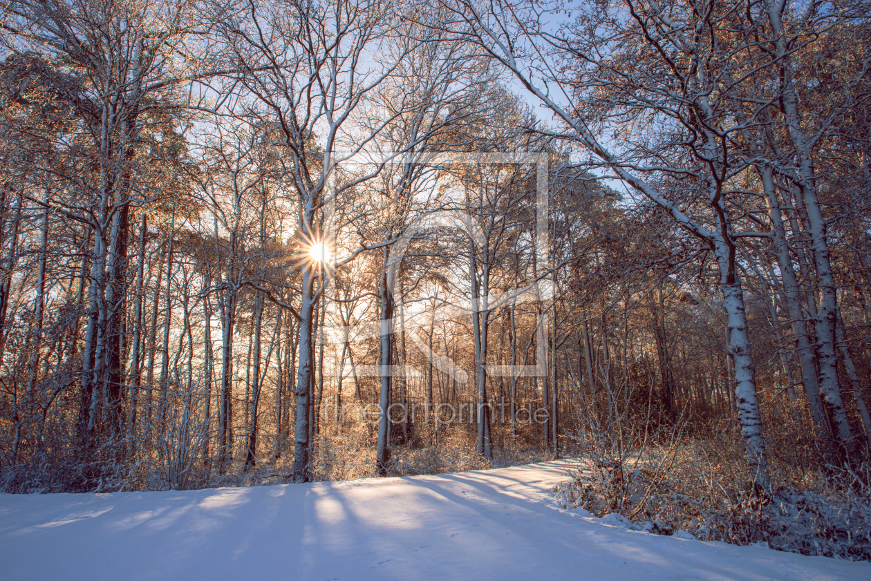 Bild-Nr.: 12709235 Winter Wald im Sonnenaufgang erstellt von Tanja Riedel