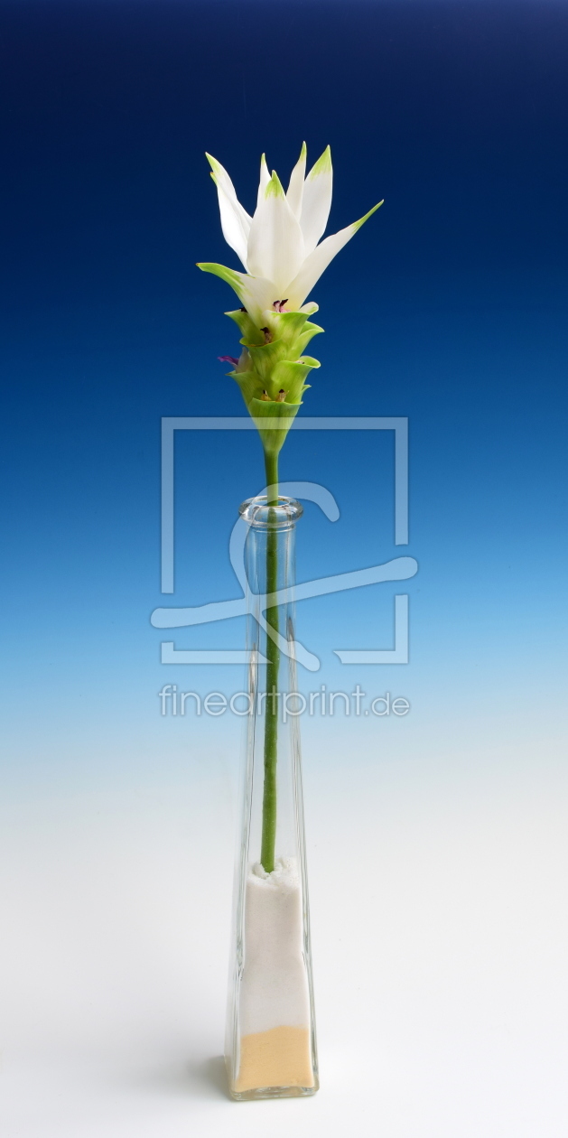 Bild-Nr.: 12709283 Edle Exotin erstellt von regdul