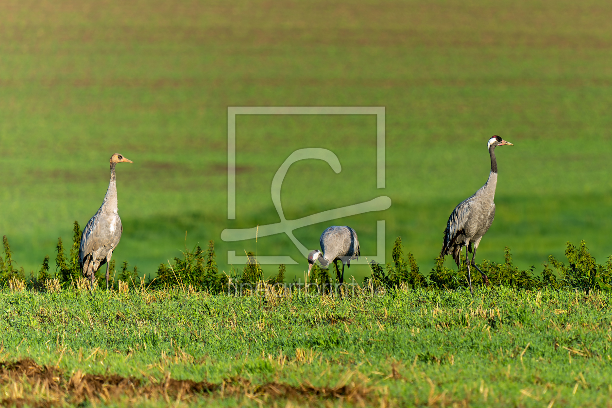 Bild-Nr.: 12710516 Familie Kranich auf der Ostseeinsel Rügen erstellt von volker heide