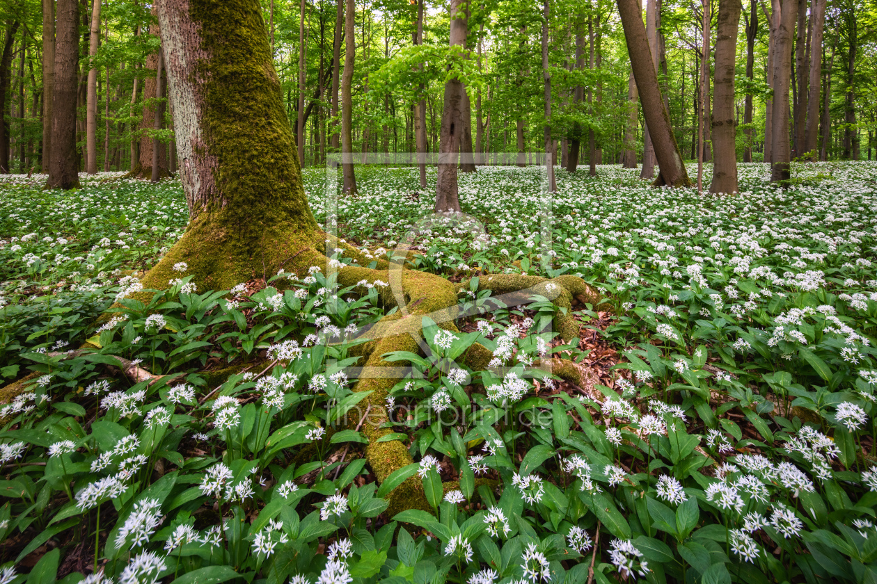 Bild-Nr.: 12712113 Bärlauchblüte im Hainich erstellt von Daniela Beyer