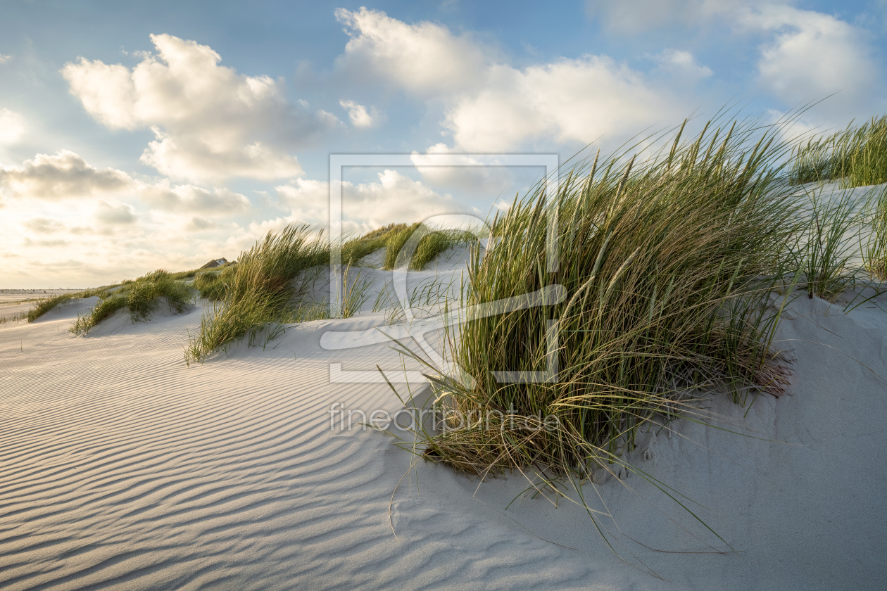 Bild-Nr.: 12712797 Strandhafer am Dünenstrand erstellt von eyetronic