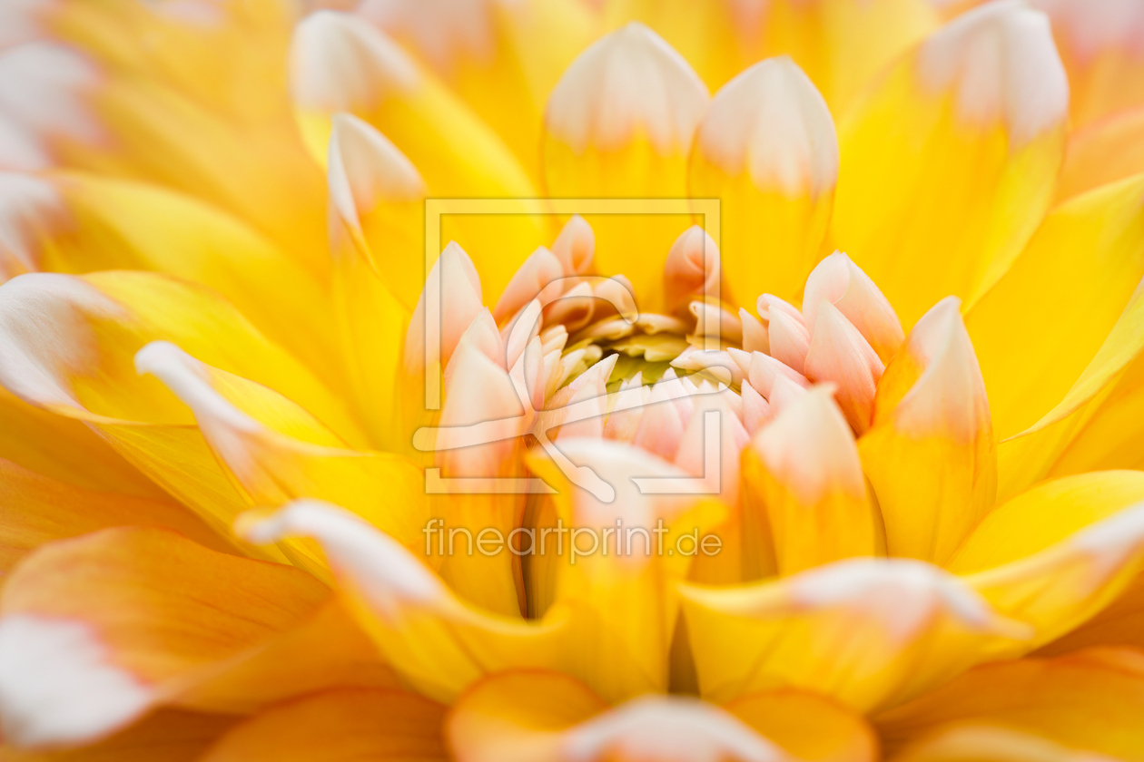 Bild-Nr.: 12714084 Gelbe Dahlie erstellt von Daniela Beyer