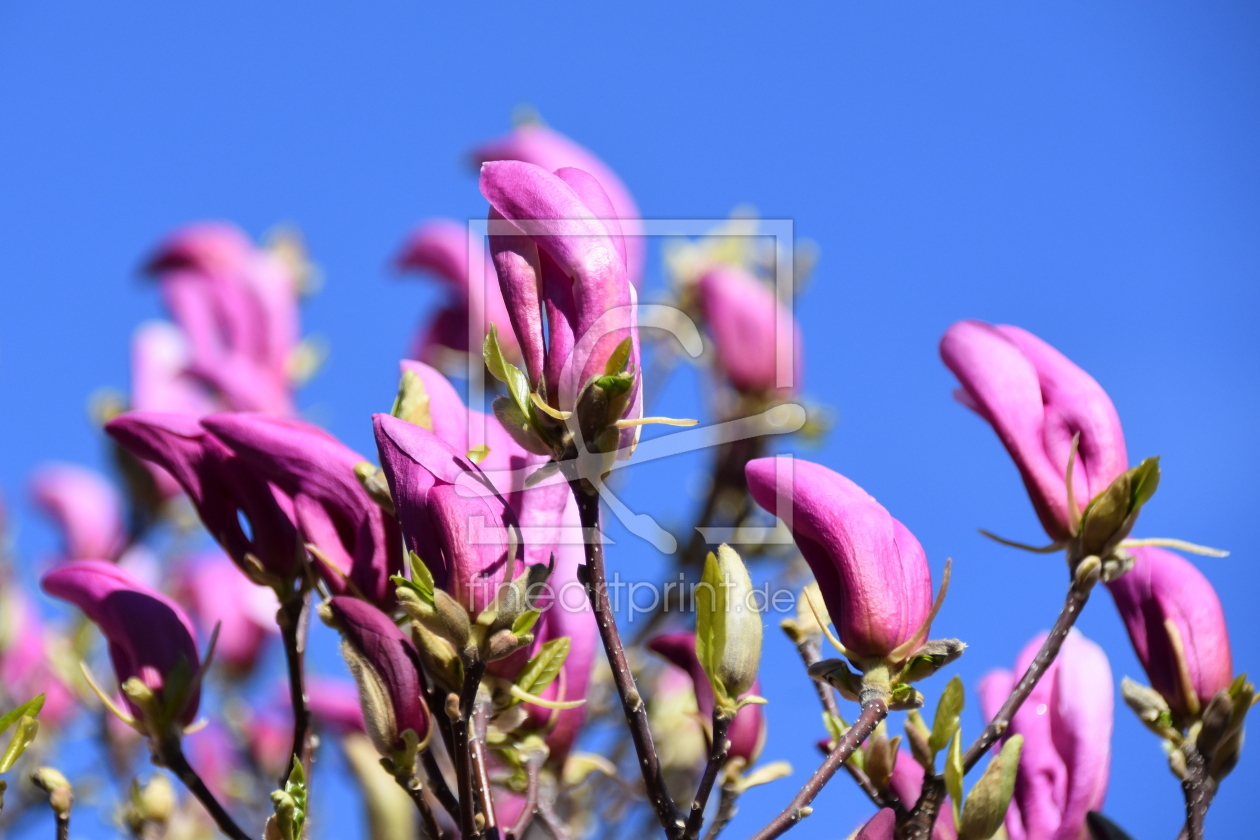 Bild-Nr.: 12714838 Magnolien erstellt von GUGIGEI