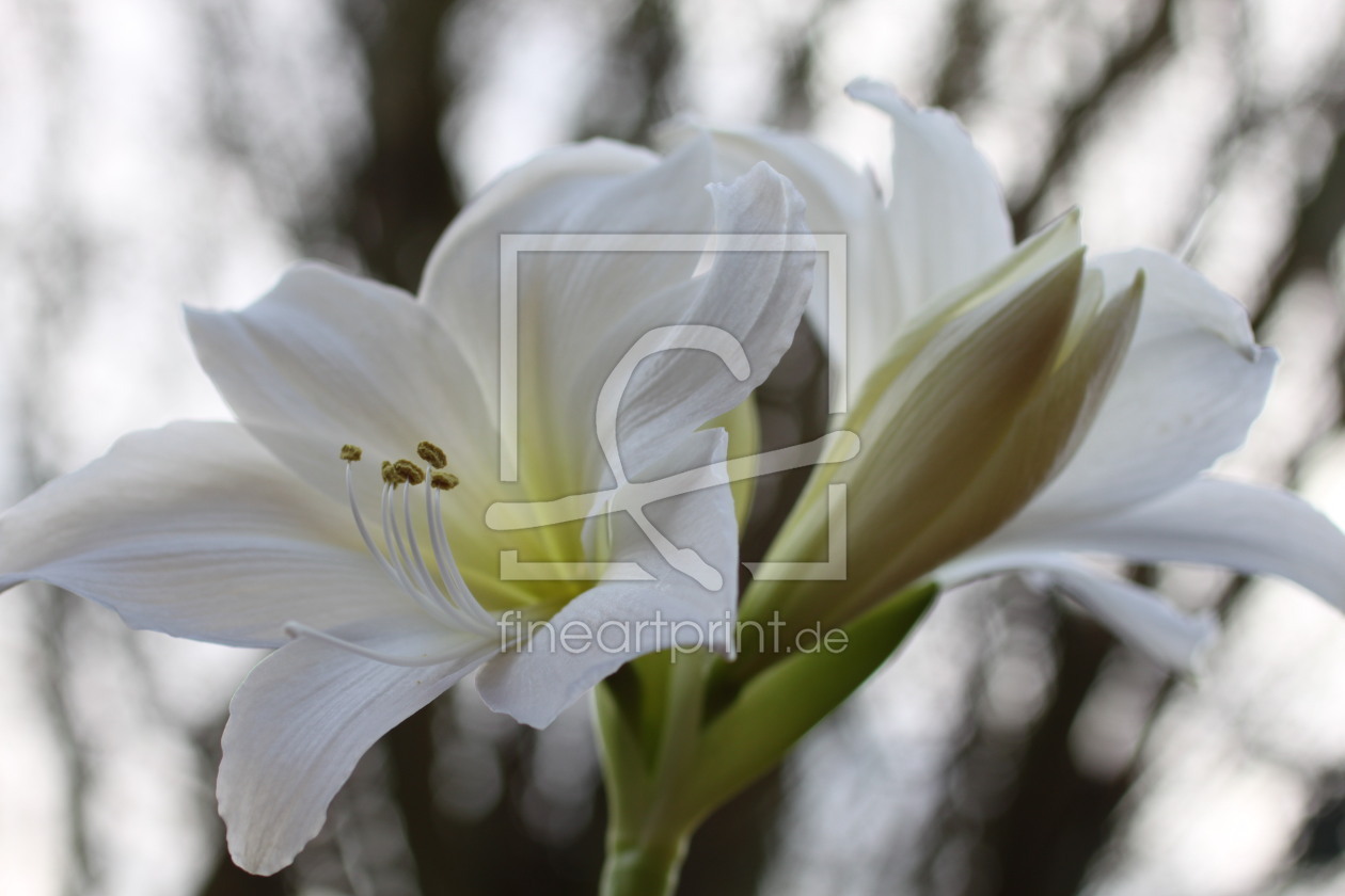 Bild-Nr.: 12716298 Lilie in weiß erstellt von Wunderblume1