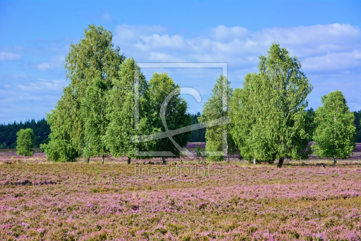 Bild-Nr.: 12717537 Heideblüte in der Weseler Heide - Lüneburger Heide erstellt von Gisela Scheffbuch