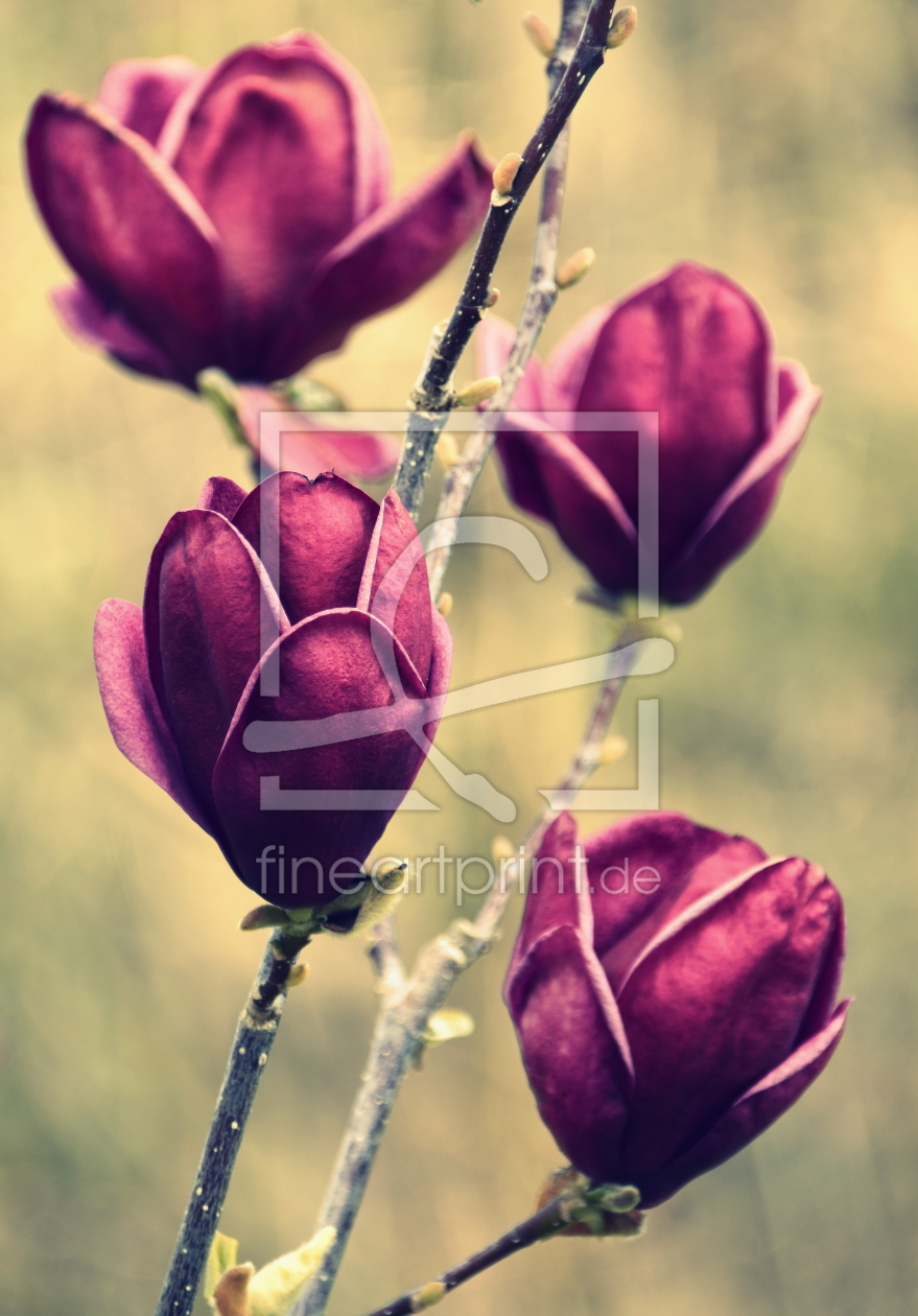 Bild-Nr.: 12718862 Magnolien erstellt von GUGIGEI