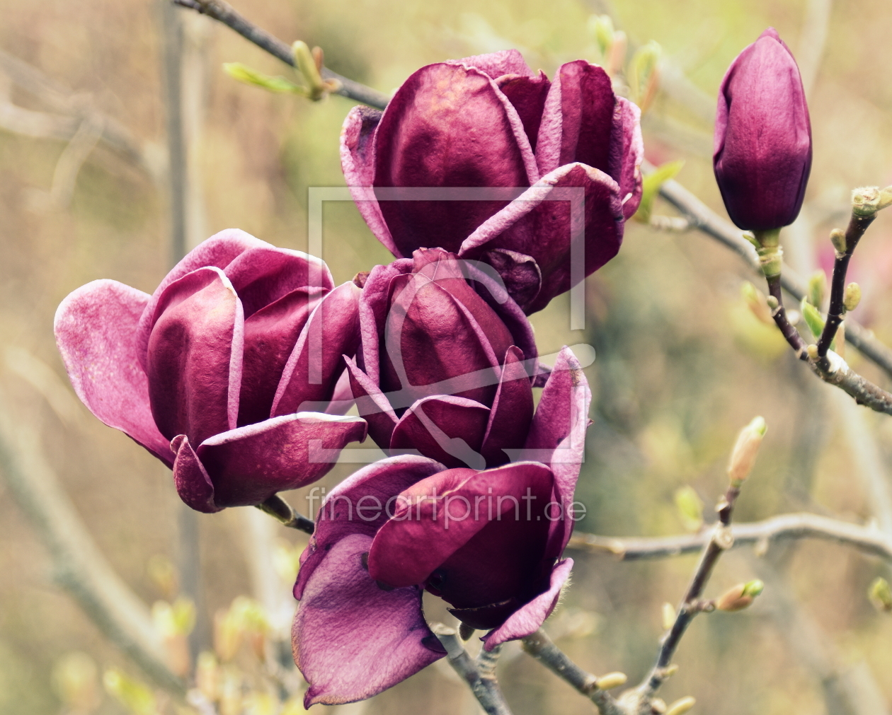 Bild-Nr.: 12718863 Magnolien erstellt von GUGIGEI