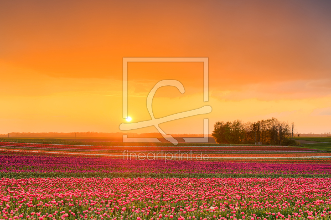 Bild-Nr.: 12719796 Sonnenuntergang in einem Tulpenfeld erstellt von Michael Valjak