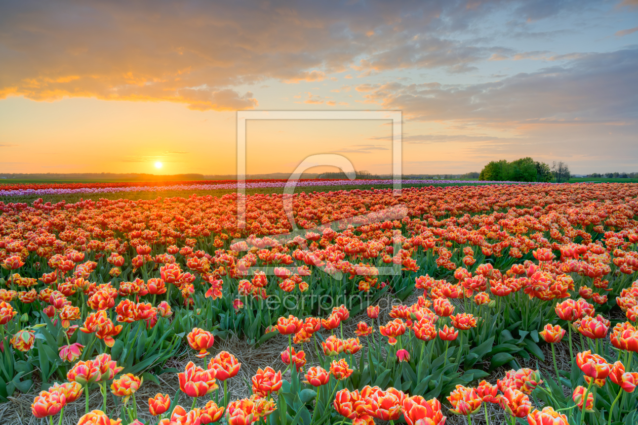 Bild-Nr.: 12722101 Sonnenuntergang in einem Tulpenfeld erstellt von Michael Valjak