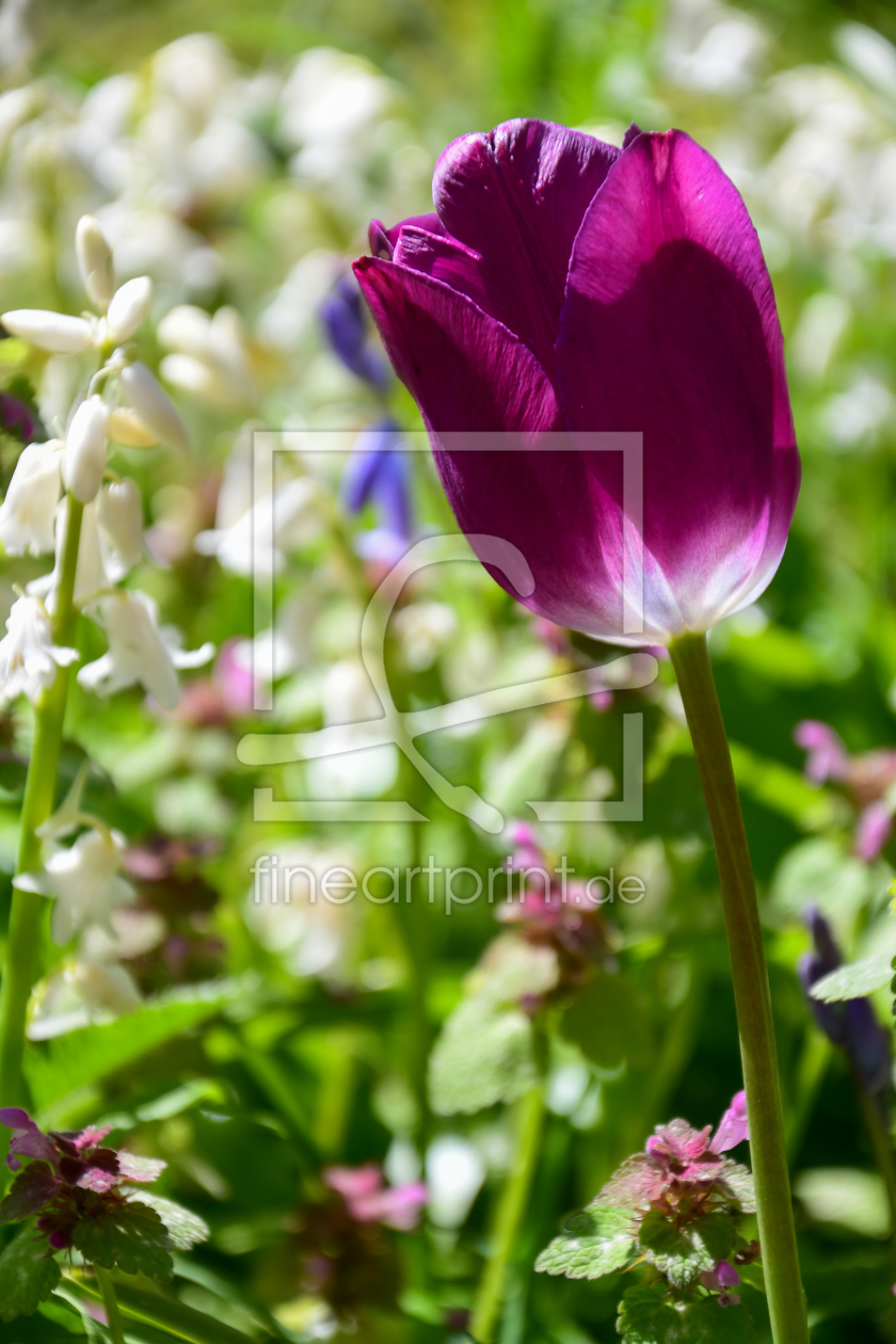 Bild-Nr.: 12722363 violette Tulpe erstellt von Bettina Schnittert
