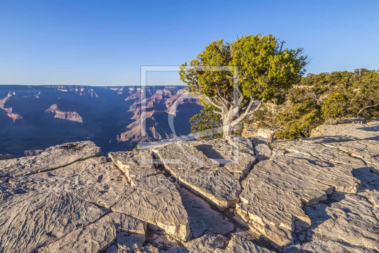 Bild-Nr.: 12722465 GRAND CANYON Baum am Hopi Point  erstellt von Melanie Viola