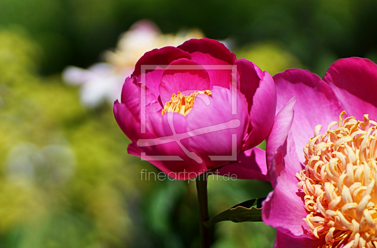 Bild-Nr.: 12722466 Peony erstellt von youhaveadream