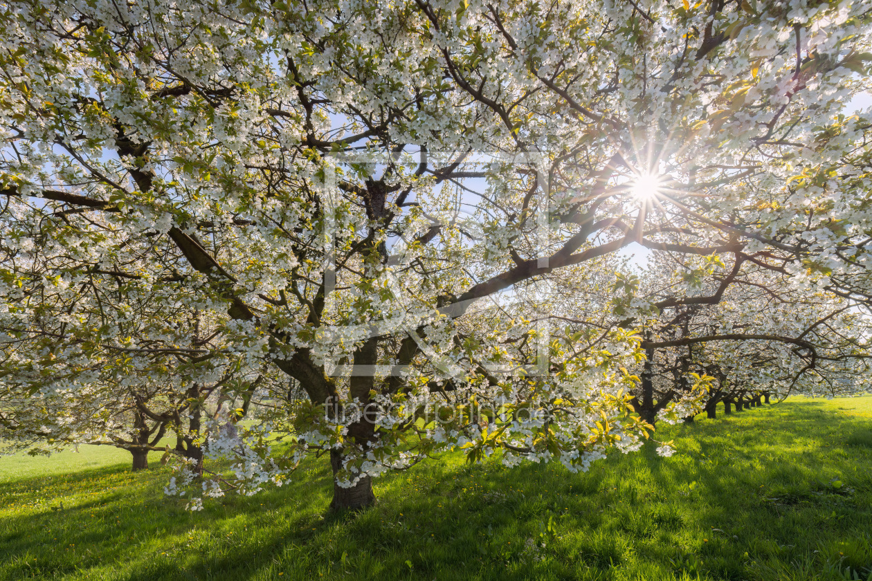 Bild-Nr.: 12722963 Frühlingssonne im Kirschbaumhain erstellt von Daniela Beyer