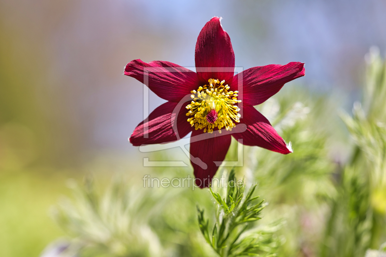 Bild-Nr.: 12723062 Pulsatilla 2023 erstellt von falconer59