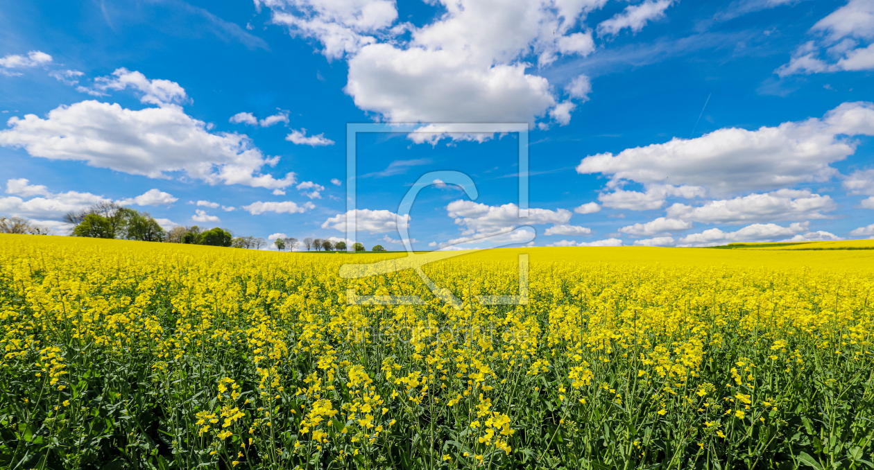 Bild-Nr.: 12723522 Rapsfeld erstellt von Amazone54