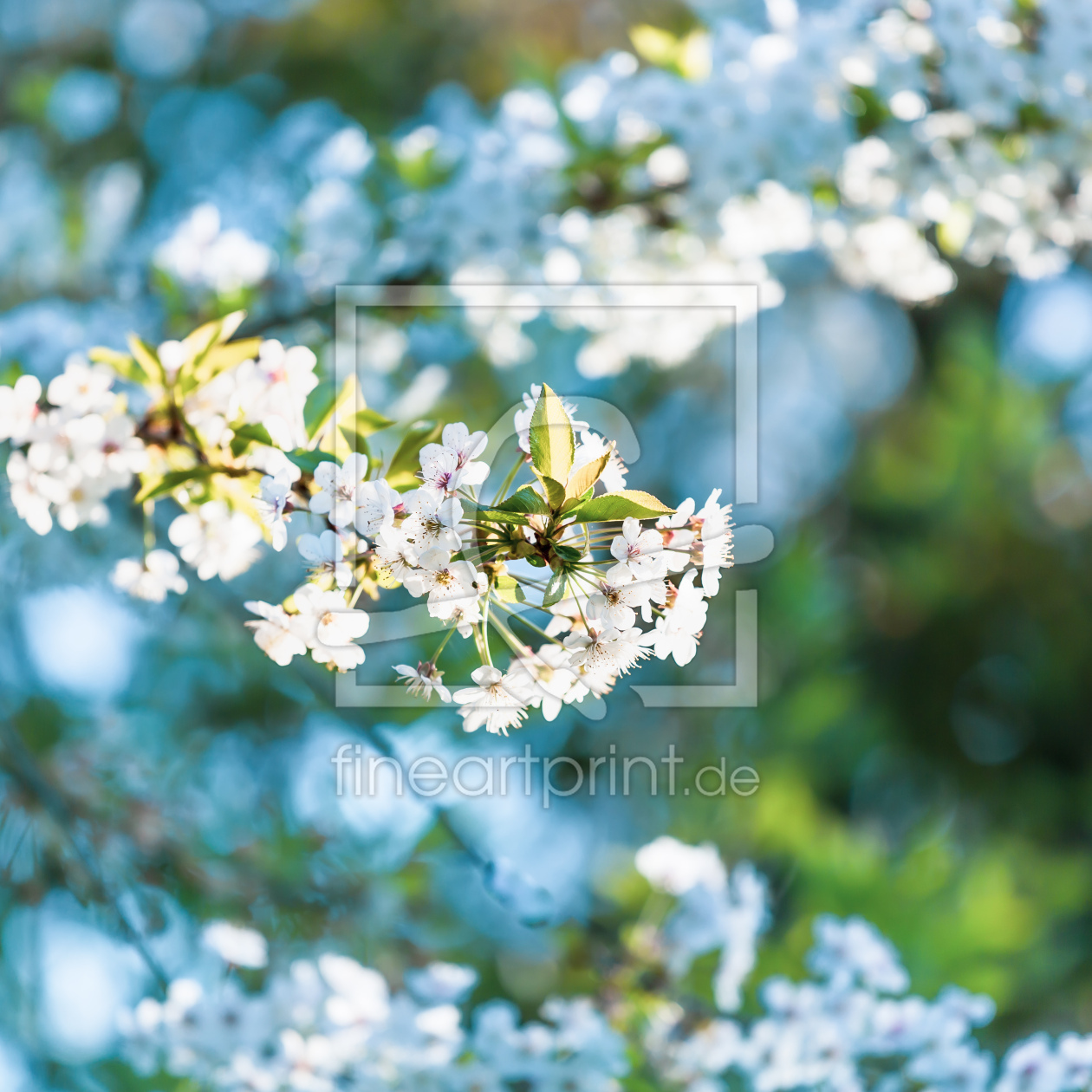 Bild-Nr.: 12724075 Blütenträume erstellt von Ursula Reins