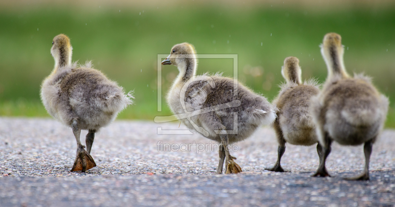Bild-Nr.: 12724482 Gänsemarsch erstellt von Fotofilter