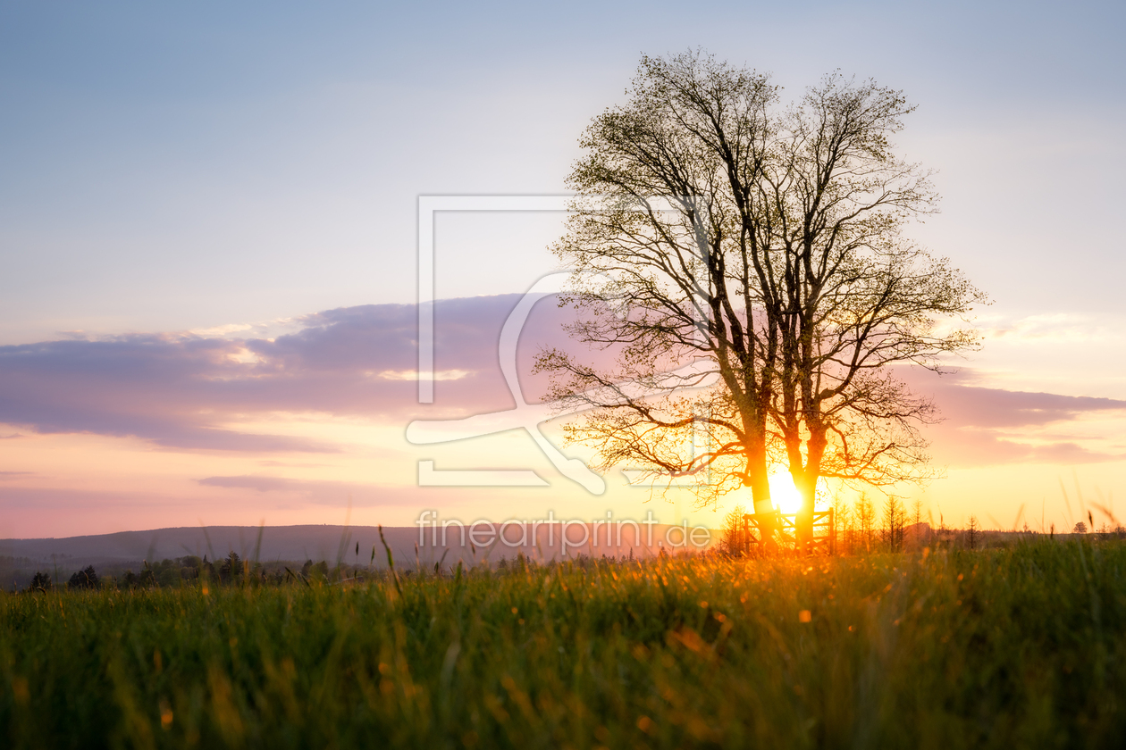 Bild-Nr.: 12725372 Baum in der Abendsonne im Harz  erstellt von Steffen Henze
