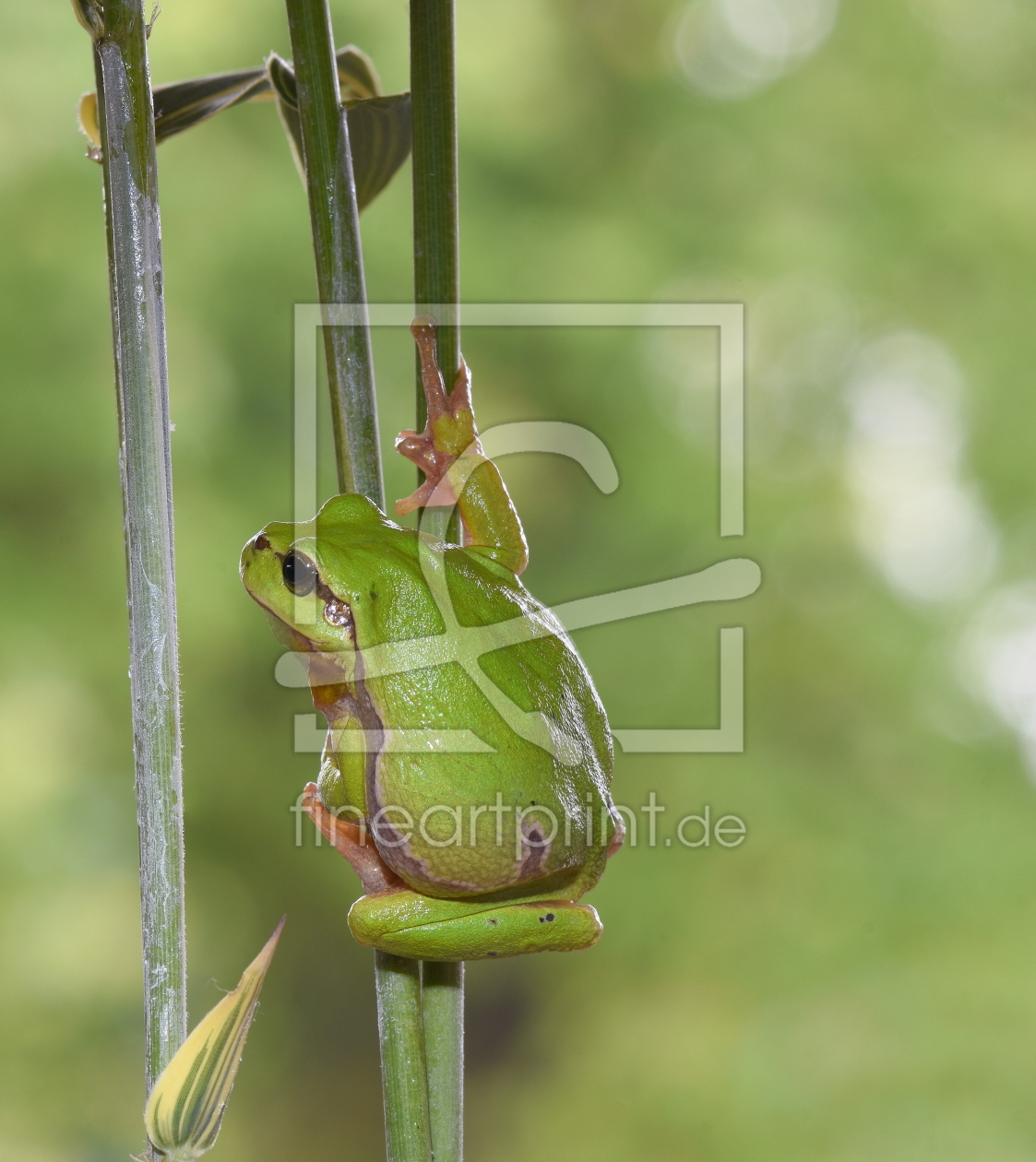 Bild-Nr.: 12726366 frog erstellt von GUGIGEI
