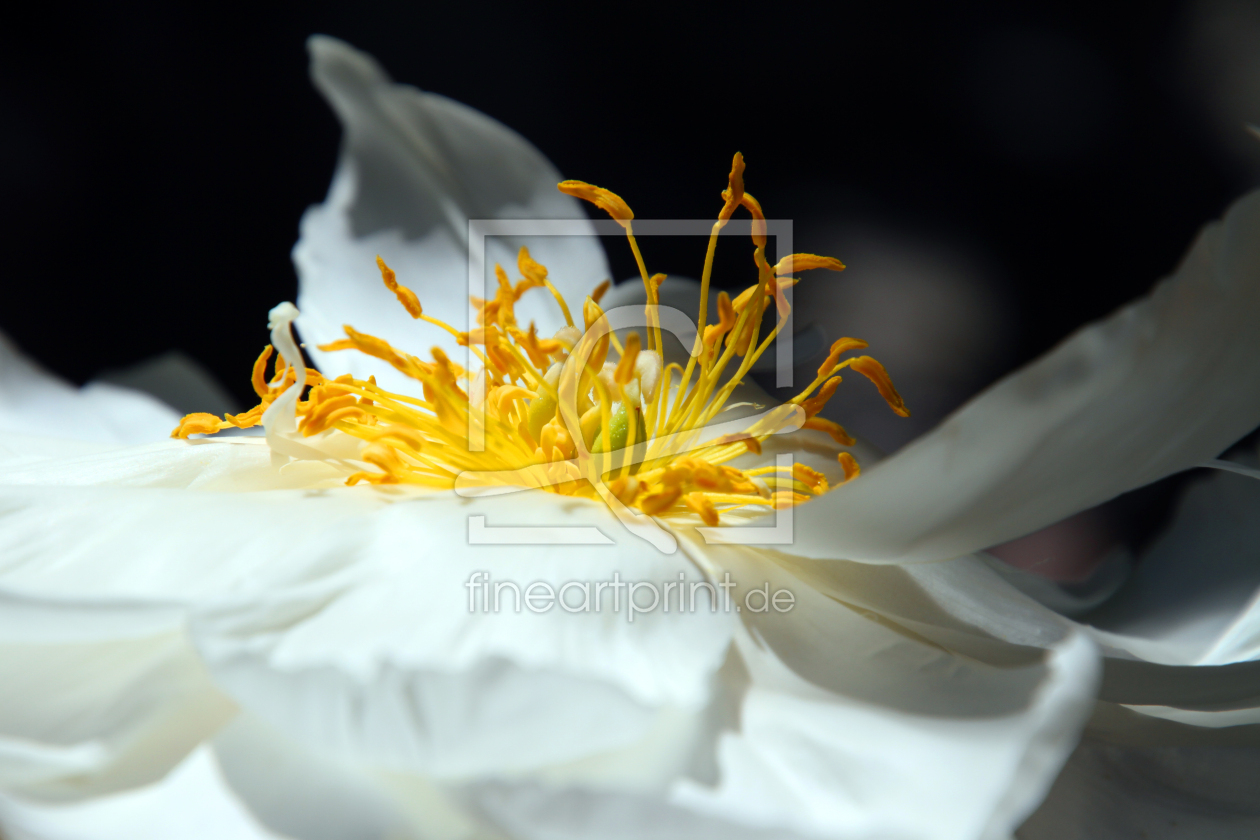 Bild-Nr.: 12726742 Anemone erstellt von Gerhard Albicker