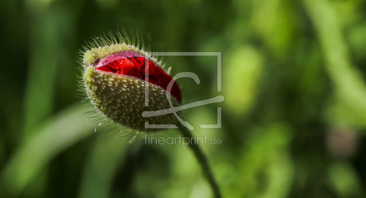 Bild-Nr.: 12727319 Mohnblumenknospe erstellt von Amazone54
