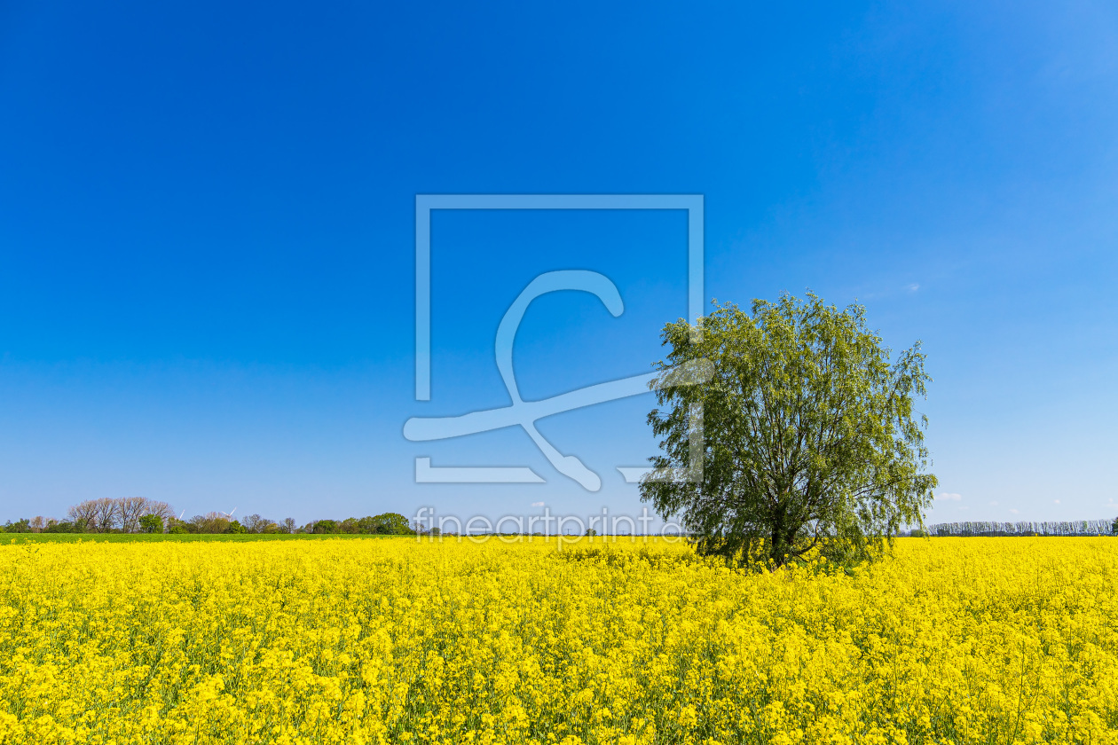 Bild-Nr.: 12728018 Blühendes Rapsfeld im Frühling erstellt von Rico Ködder