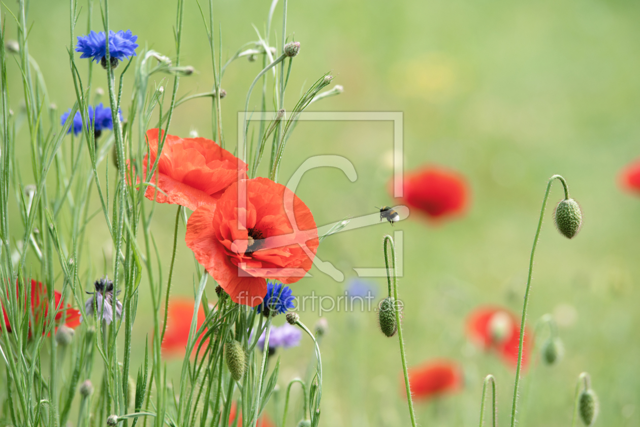Bild-Nr.: 12728105 Klatschmohn Wiese erstellt von Tanja Riedel