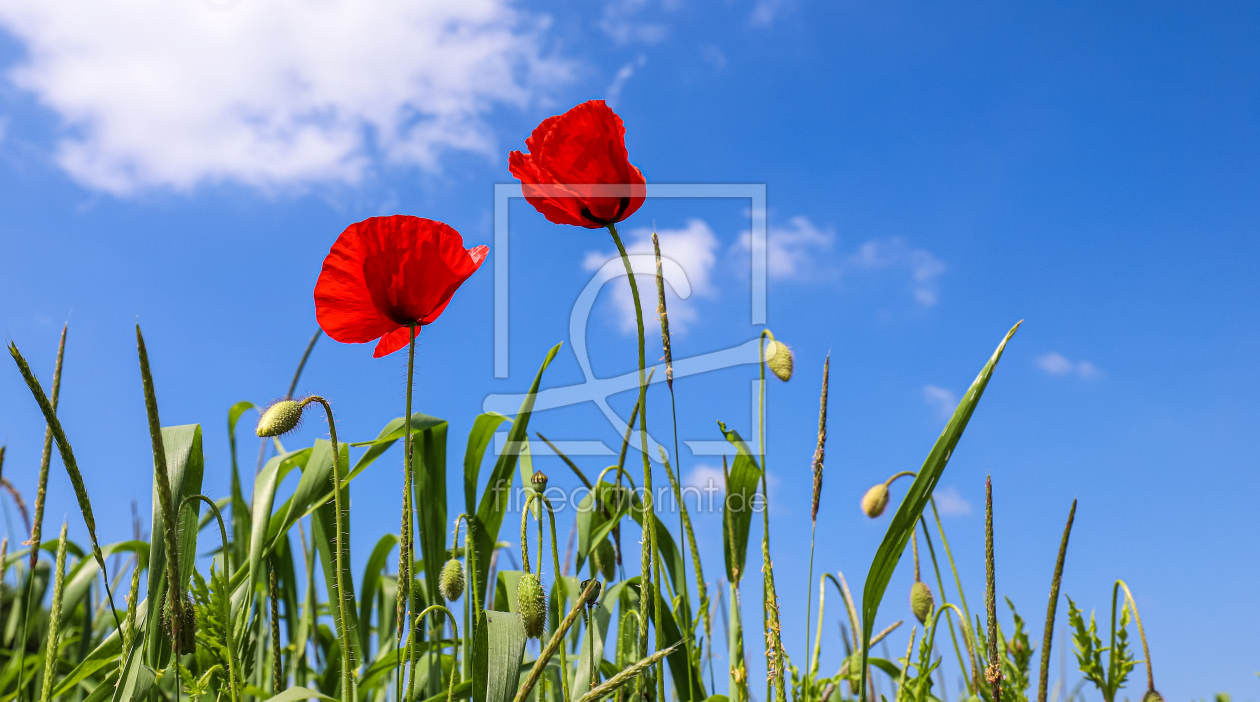 Bild-Nr.: 12729273 Mohn erstellt von Amazone54