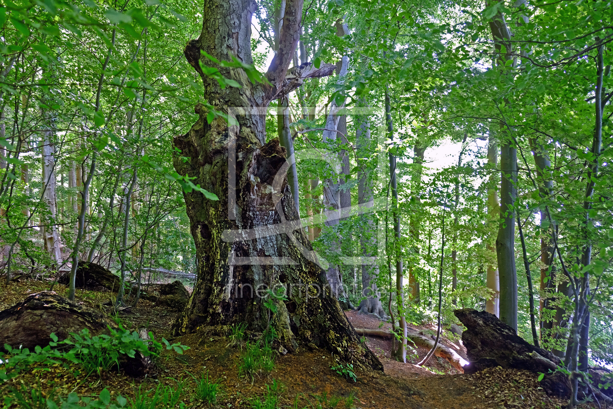 Bild-Nr.: 12729618 Seewanderweg erstellt von Ostfriese