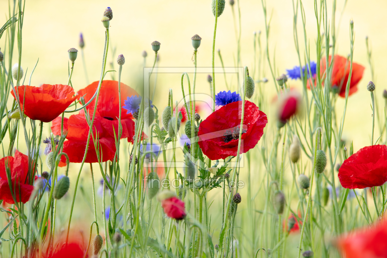 Bild-Nr.: 12730065 Sommer Wildblumen Wiese erstellt von Tanja Riedel