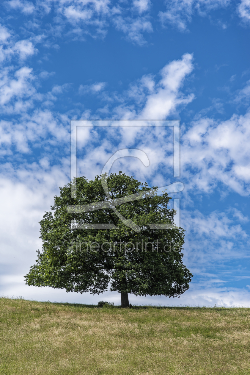 Bild-Nr.: 12730198 Simply Baum erstellt von XYRIUS