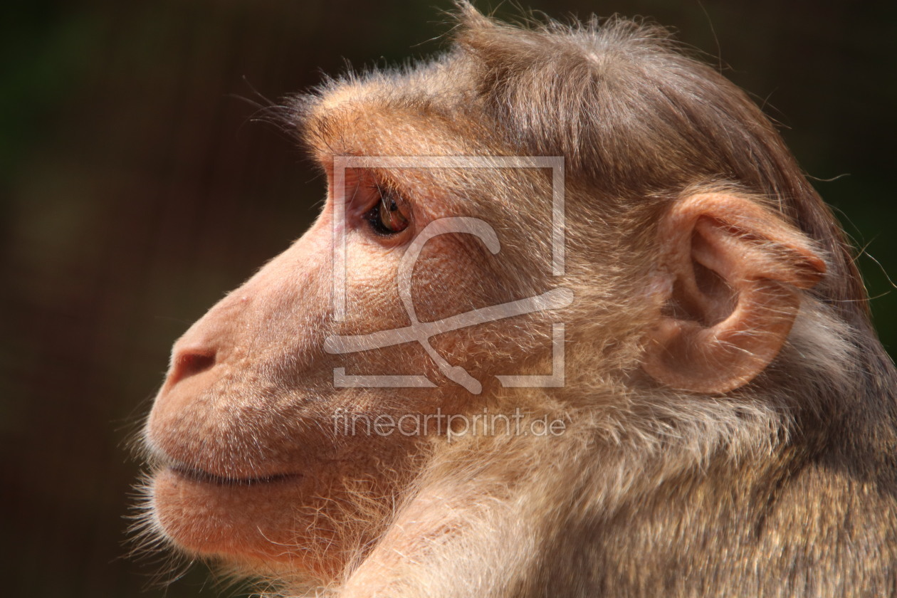 Bild-Nr.: 12730274 Affe Portrait erstellt von Wunderblume1