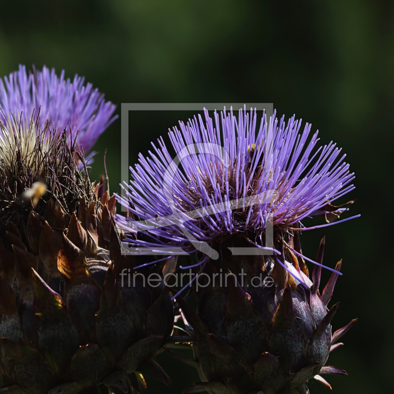 Bild-Nr.: 12730751 Cynara erstellt von youhaveadream