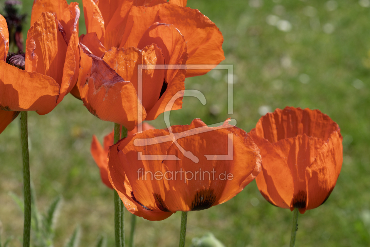 Bild-Nr.: 12731761 Mohn auf der Wiese erstellt von XYRIUS