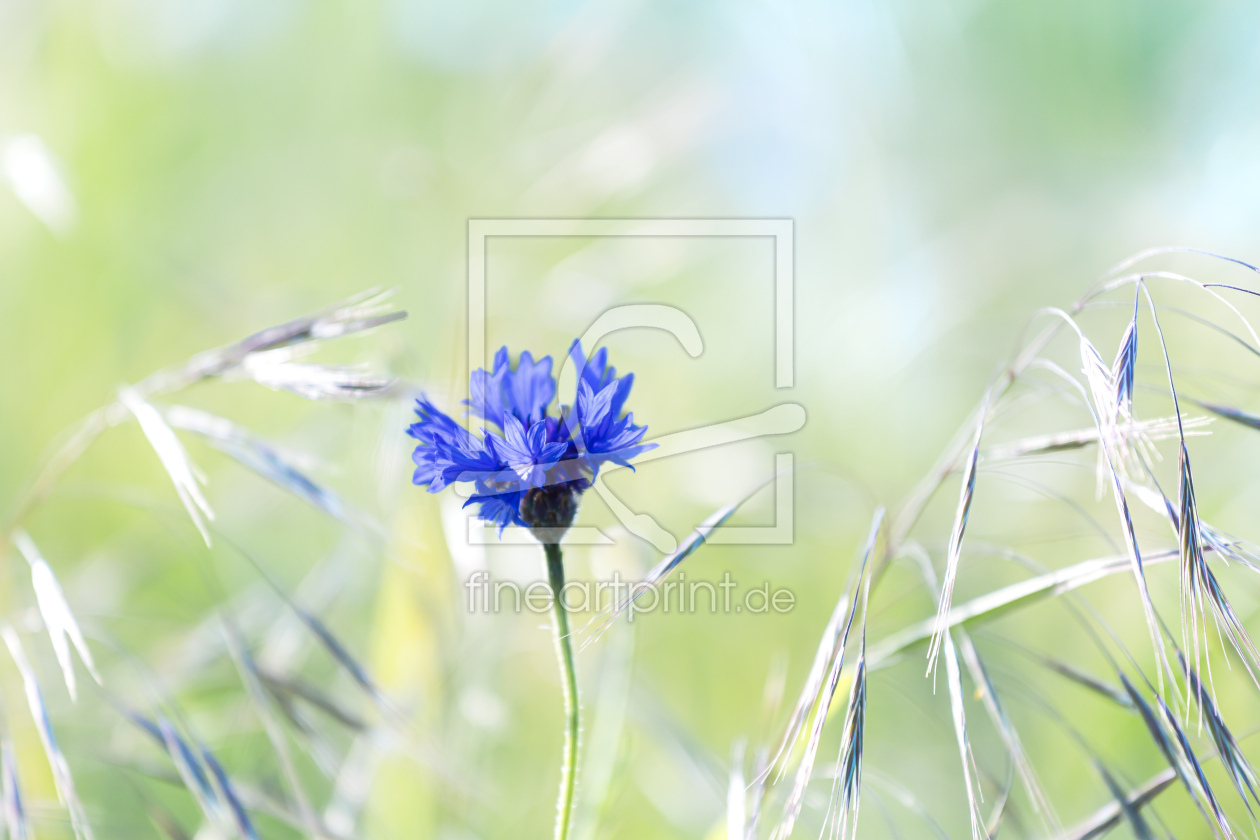 Bild-Nr.: 12732067 Blau im Feld     erstellt von Ursula Reins