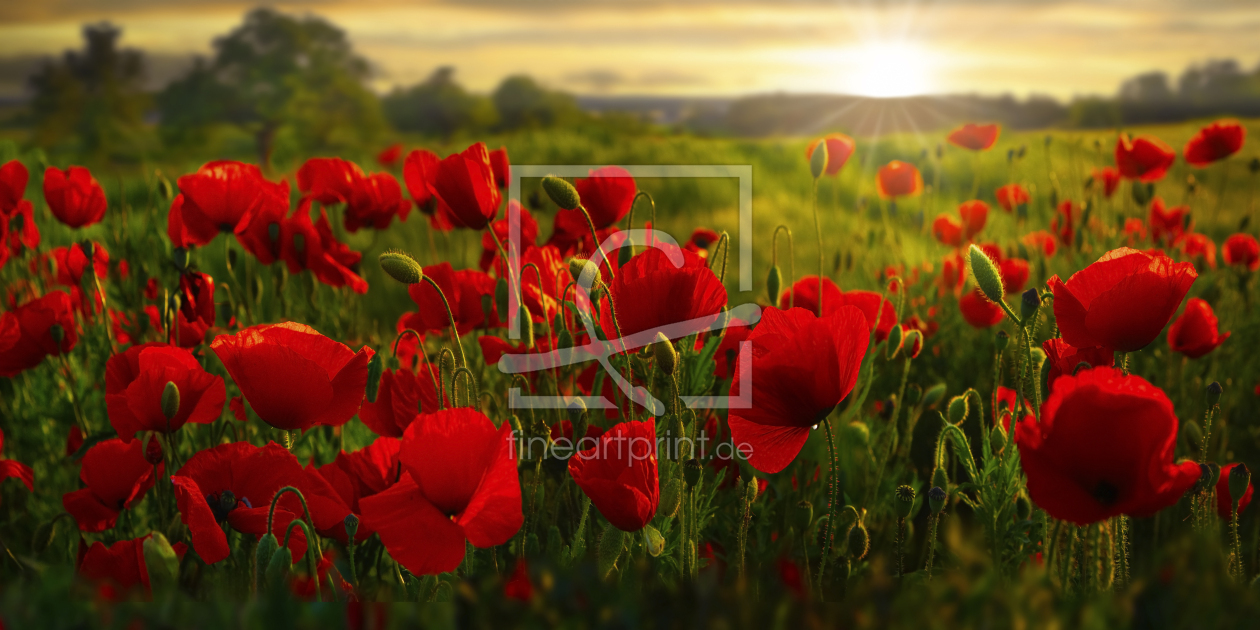 Bild-Nr.: 12732241 Mohnblumen im Abendlicht erstellt von Michael und Elisabeth Rucker