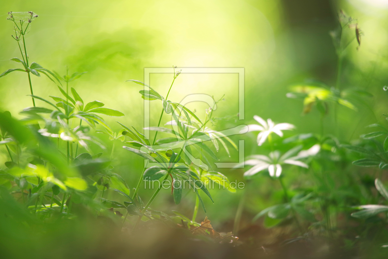 Bild-Nr.: 12732612 Waldmeister Kräuter aus der Natur erstellt von Tanja Riedel