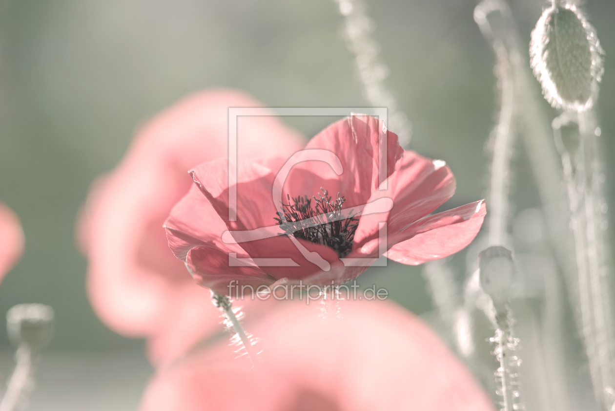 Bild-Nr.: 12732619 Mohnblüte in Lachsfarben erstellt von Tanja Riedel