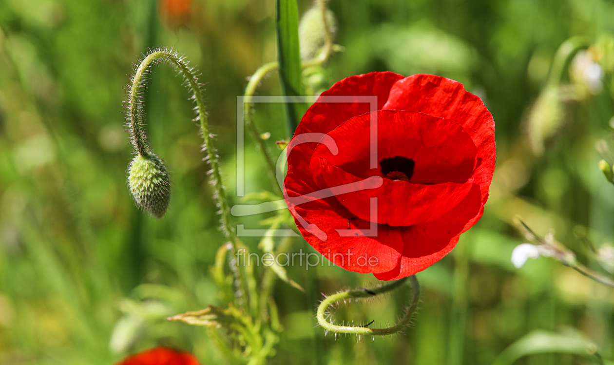 Bild-Nr.: 12732689 Mohnblumen erstellt von Amazone54