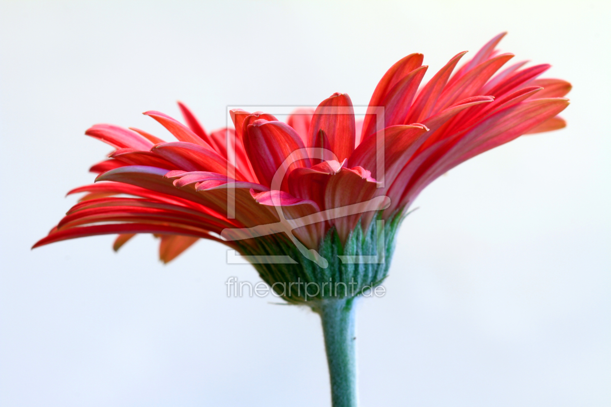 Bild-Nr.: 12733173 Gerbera erstellt von Gerhard Albicker