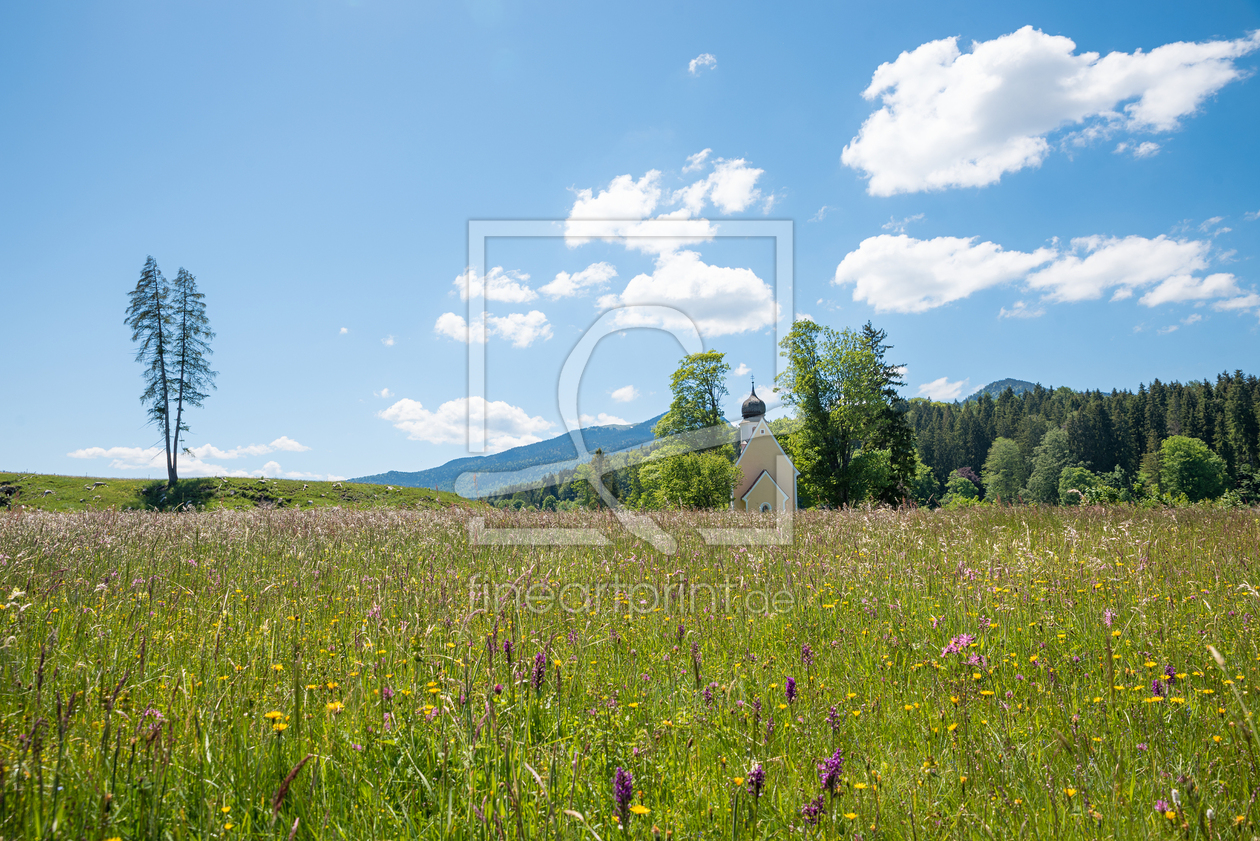 Bild-Nr.: 12733569 Wildblumenwiese auf Zwergern am Walchensee erstellt von SusaZoom