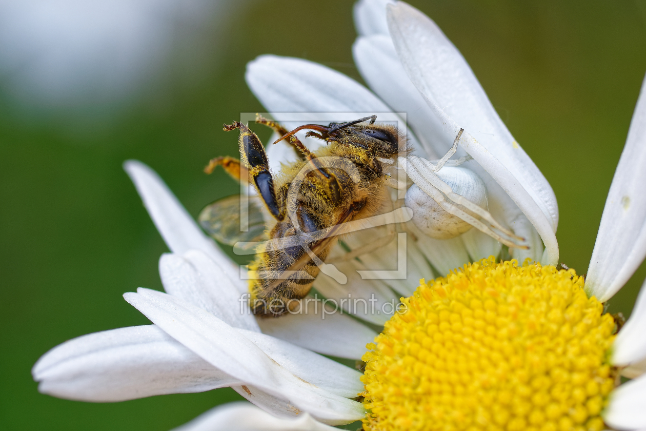 Bild-Nr.: 12733823 Krabbenspinne mit Beute - Tierwelt im Garten  erstellt von Bilderbastlers